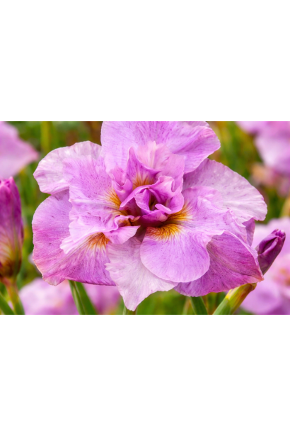 Ірис Пінк Парфе